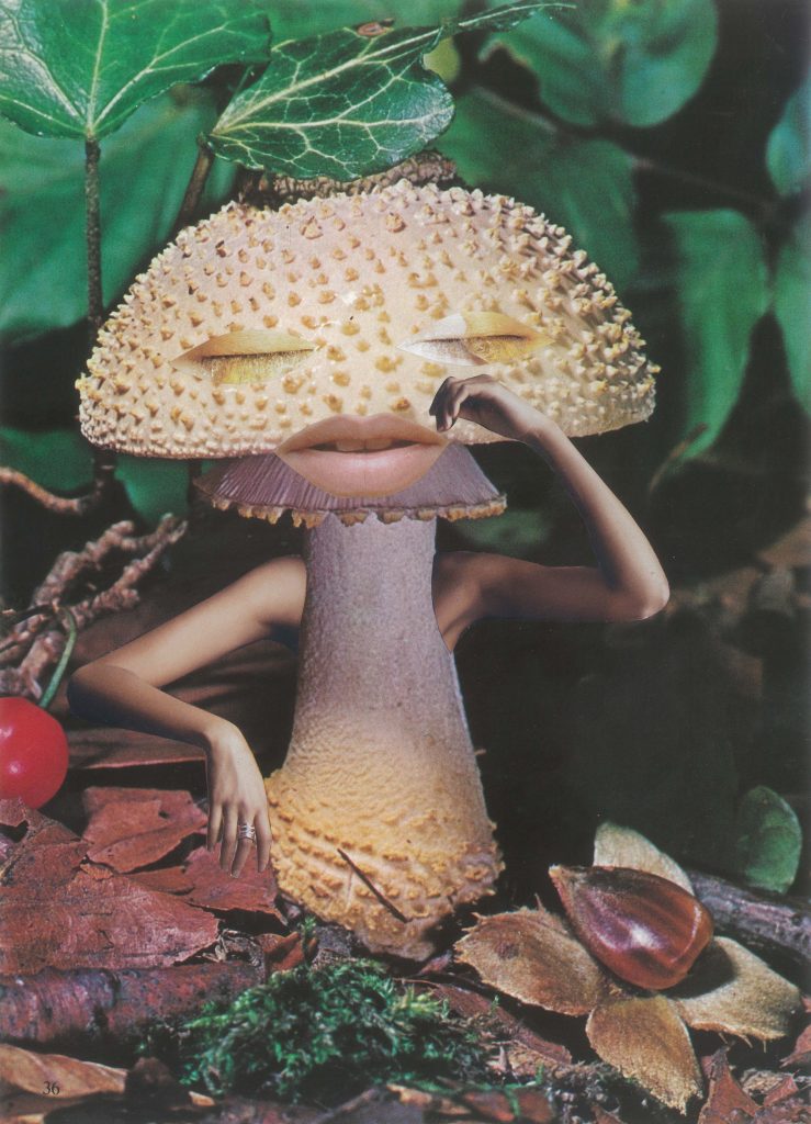 Seana Gavin, ‘Mindful Mushroom’, courtesy of the artist
