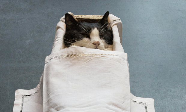 'The cat in the coffin almost steals the show' … the Deutsche Börse photography prize