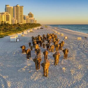 The Great Elephant Migration. Photo Lee Smith.