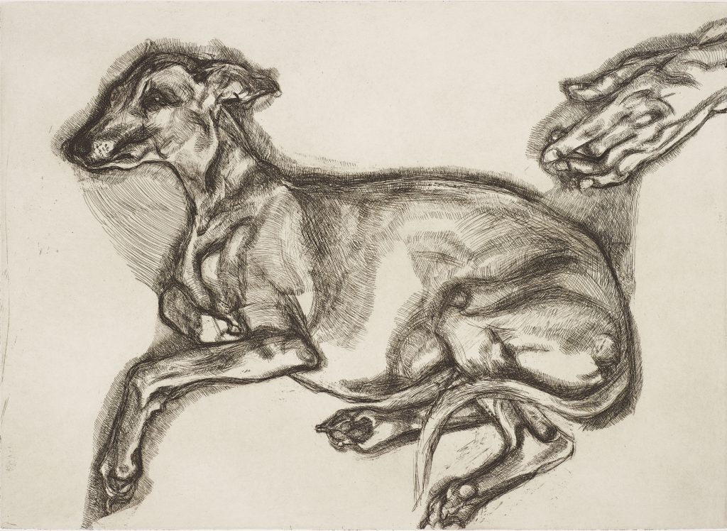 Lucian Freud Pluto Aged 12, 2000 Etching 43.2 x 59.7 cm (plate) 59.7 x 72.4 cm (sheet) edition of 46 (21/46) © Lucian Freud Courtesy Karsten Schubert