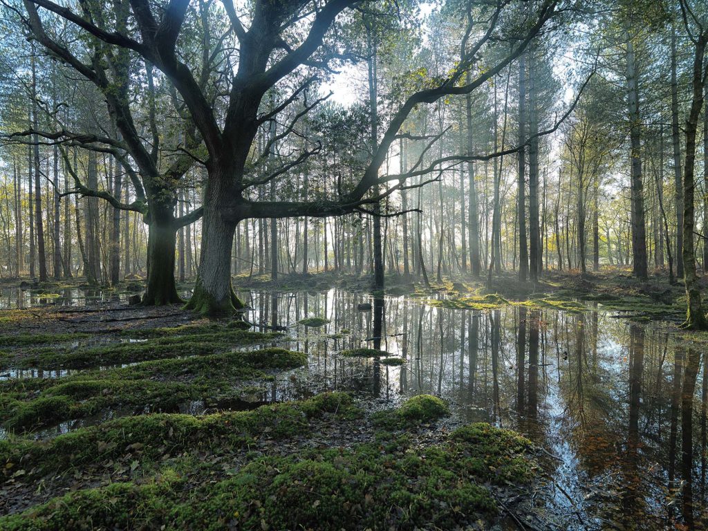 Adrian Houston, New Forest Oaks, 2017. Pigment print on Somerset Archival paper. 128 x 102 x 10 cm. Courtesy the artist