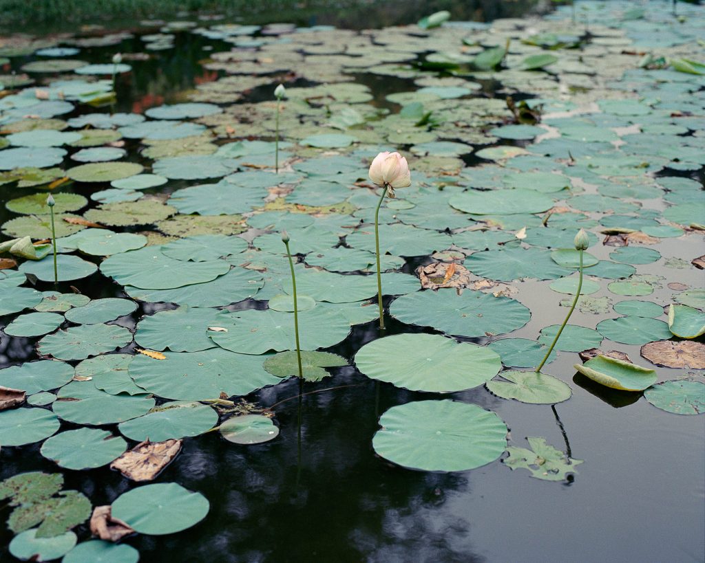 Arpita-Shah-Parimal-Gardens-from-the-series-Nalini