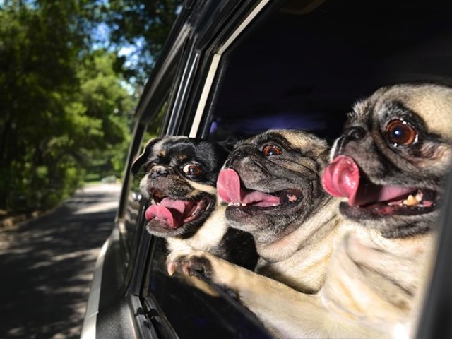 Dogs-in-Cars-3-Pugs-640x480