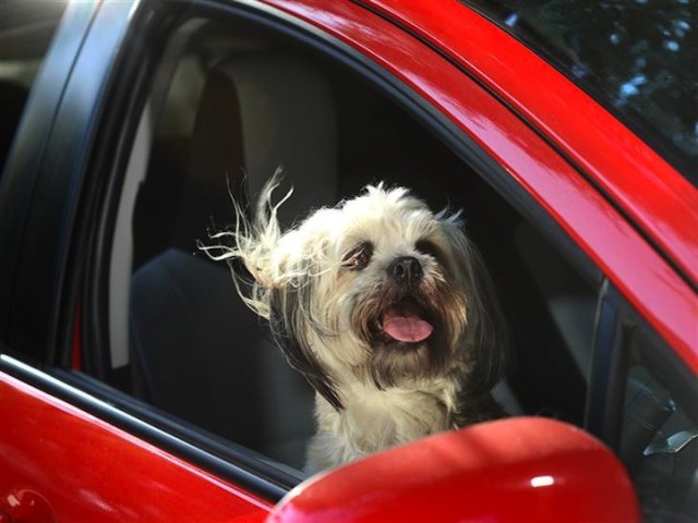 Dogs-in-Cars-Red-Car-640x480