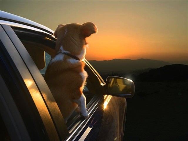 Dogs-in-Cars-Sunset-640x480