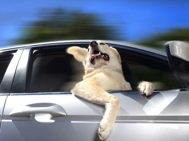 Dogs In Cars Calendar
