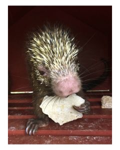 Gabriel Orozco Porcupine Eating a Tortilla, 2016 Pigment print