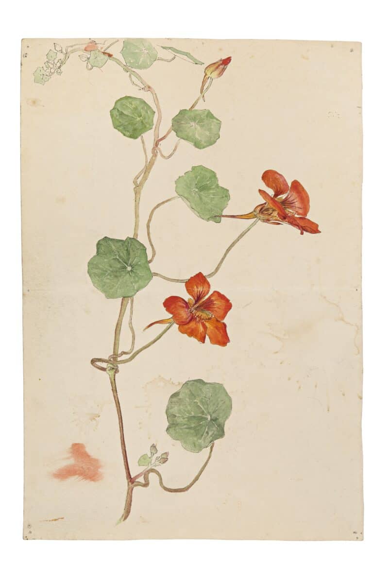 Hilma af Klint, Botanical Drawing c.1890. C ourtesy of The Hilma af Klint Foundation
