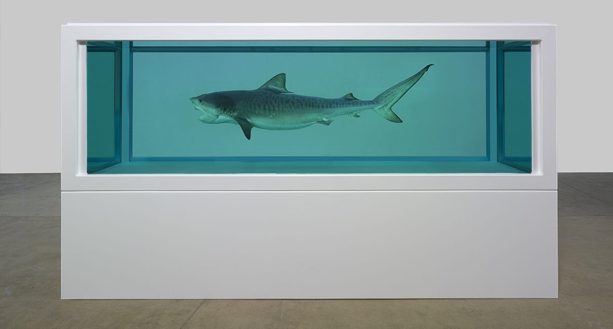 Your chance to see Damien Hirst's Shark in a Tank again. - FAD Magazine