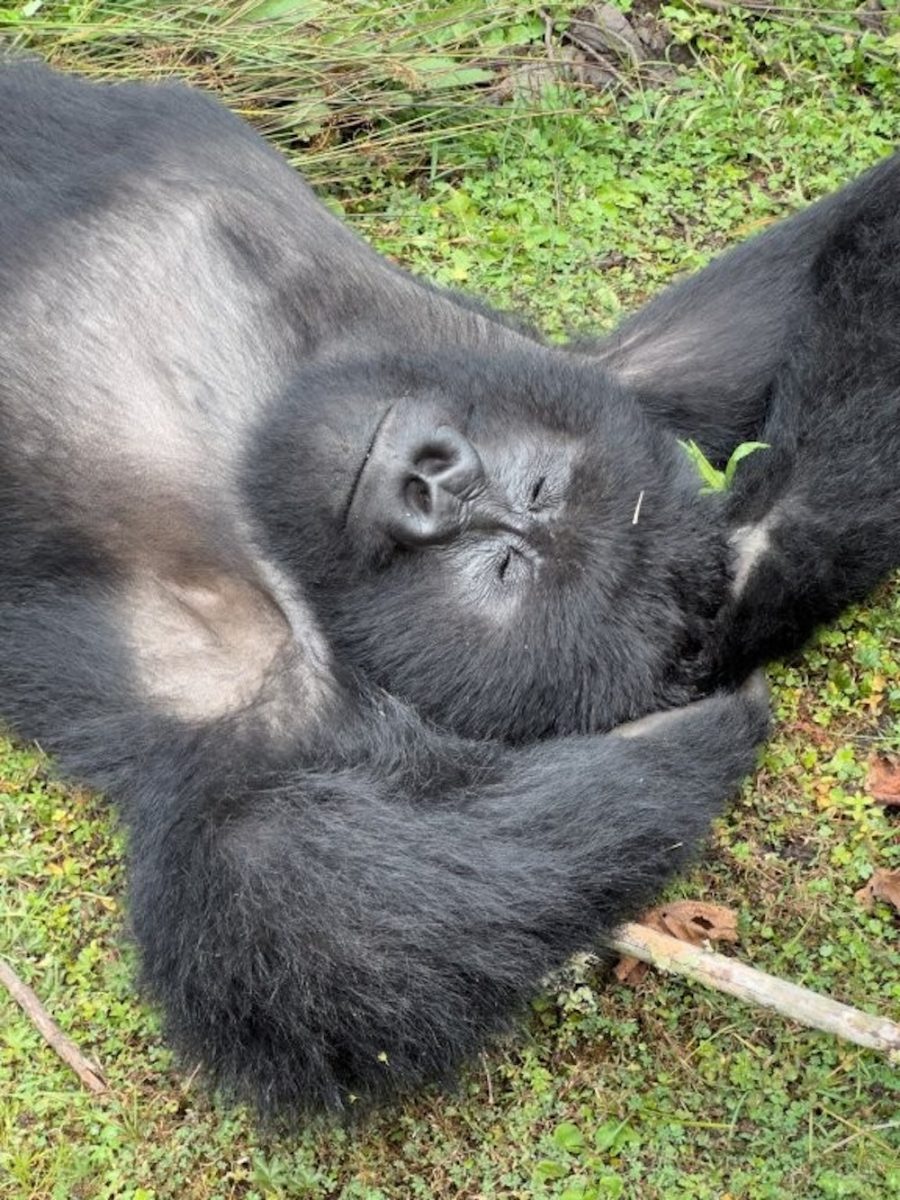 Gorillas No.26, Rwanda, 2024, COPYRIGHT: © Juergen Teller, All rights Reserved