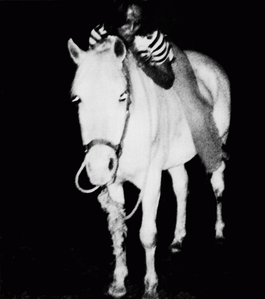 LBacher_White-Horse_GIF