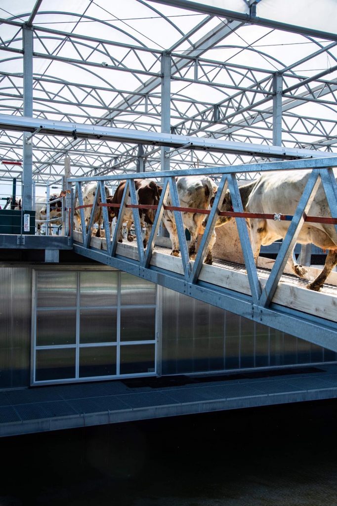 Yesterday, 32 cows took up residence in the world’s first floating farm in Rotterdam.