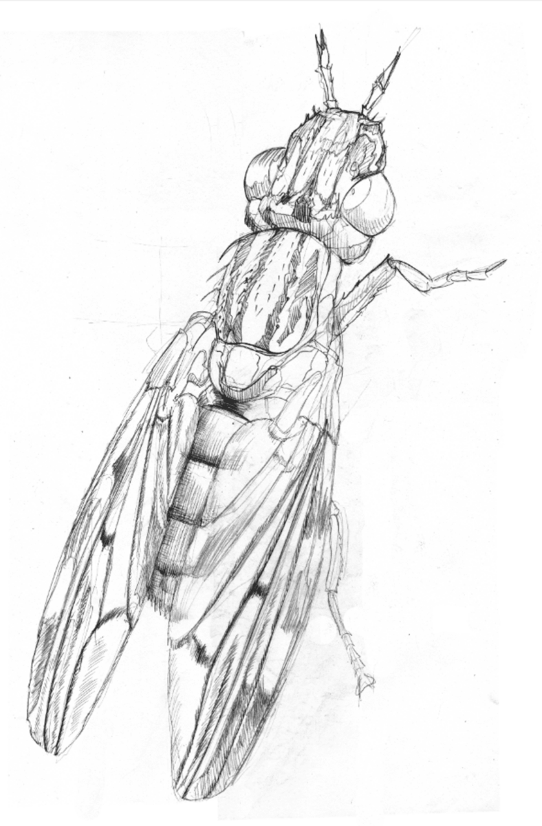 Es Devlin, Phoenix picture - winged fly, 2023 © Es Devlin Es Devlin references biodiversity loss in London in her work Come Home Again at Tate Modern. Here, she’s focussed on a Phoenix fly. Her inspiration comes from an engraving of the great b elly’d g nat from the first edition of Robert Hooke's seminal book, Micrographia .