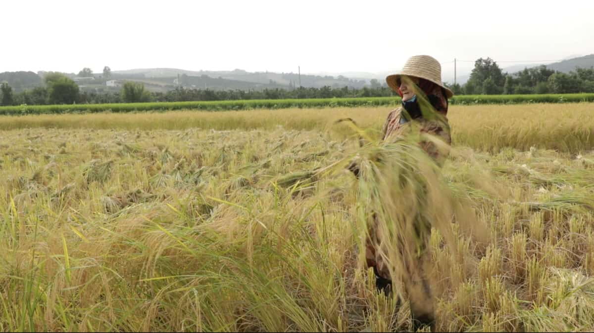 Sepideh Rahaa Songs to Earth, Songs to Seeds