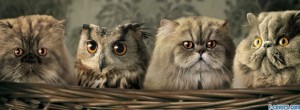 owl-cats-facebook-cover-timeline-banner-for-fb