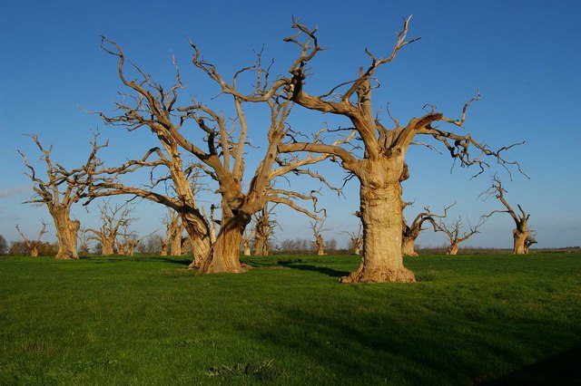 Petrified Oak Forest of Mundon, Essex © Glyn Baker