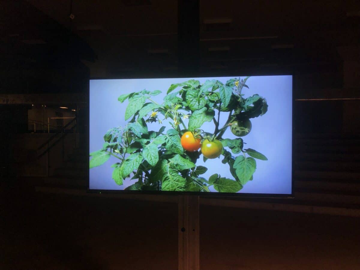 Installation view of Tom?tu-kartupe?u kalkulators, 2022 [Tomato-Potato Calculator, 2022] by Maija Demitere at the Exhibition “Decolonial Ecologies” curated by Ieva Astahovska, in Riga, November 2022 - January 2023. Photo credit: Toby Üpson