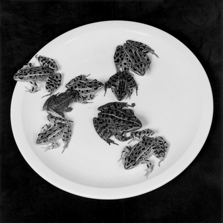 robert-mapplethorpe-frogs